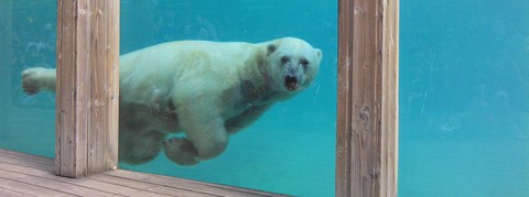 Ours blanc zoo de la Flèche